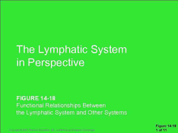 The Lymphatic System in Perspective FIGURE 14 -18 Functional Relationships Between the Lymphatic System