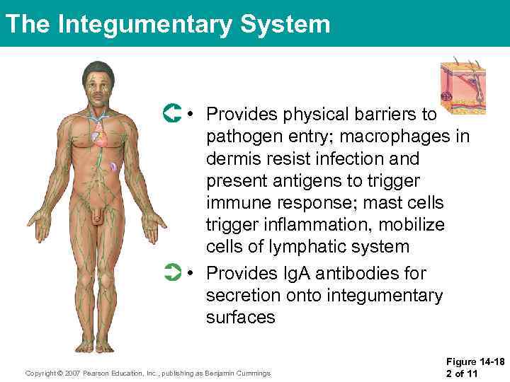 The Integumentary System • Provides physical barriers to pathogen entry; macrophages in dermis resist