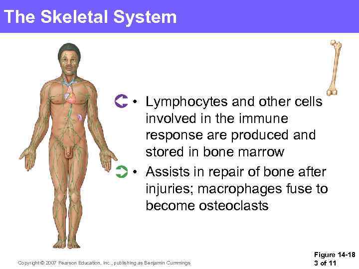 The Skeletal System • Lymphocytes and other cells involved in the immune response are