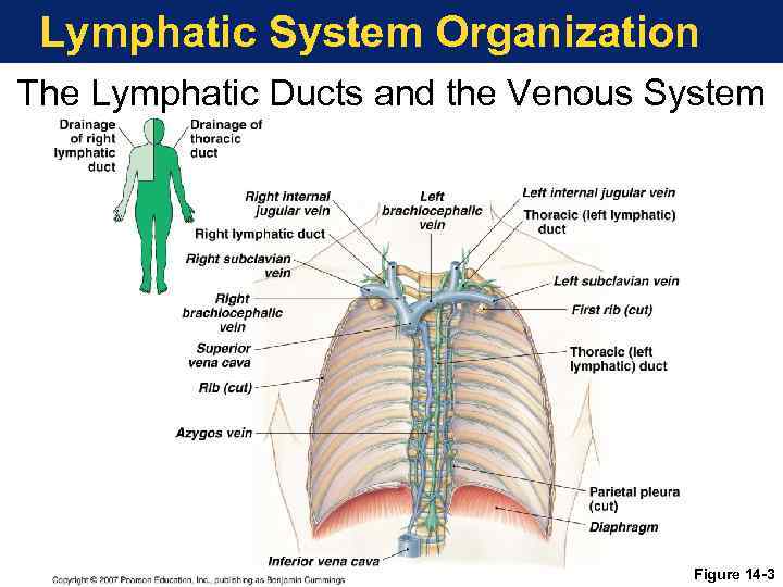 Lymphatic System Organization The Lymphatic Ducts and the Venous System Figure 14 -3 