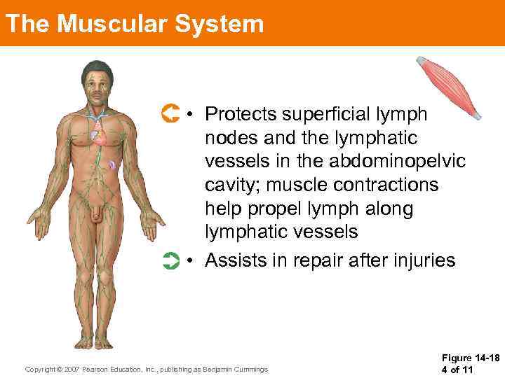 The Muscular System • Protects superficial lymph nodes and the lymphatic vessels in the