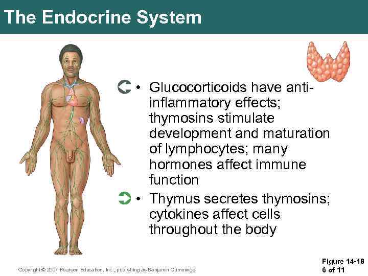 The Endocrine System • Glucocorticoids have antiinflammatory effects; thymosins stimulate development and maturation of