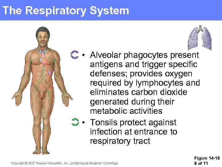 The Respiratory System • Alveolar phagocytes present antigens and trigger specific defenses; provides oxygen