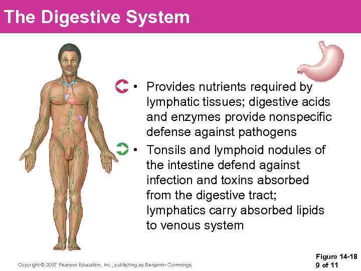 The Digestive System • Provides nutrients required by lymphatic tissues; digestive acids and enzymes