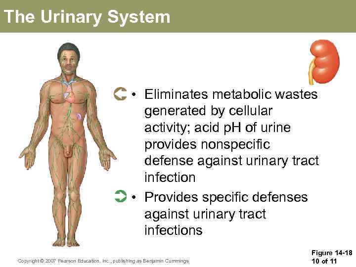 The Urinary System • Eliminates metabolic wastes generated by cellular activity; acid p. H