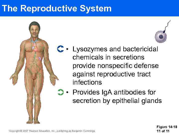 The Reproductive System • Lysozymes and bactericidal chemicals in secretions provide nonspecific defense against
