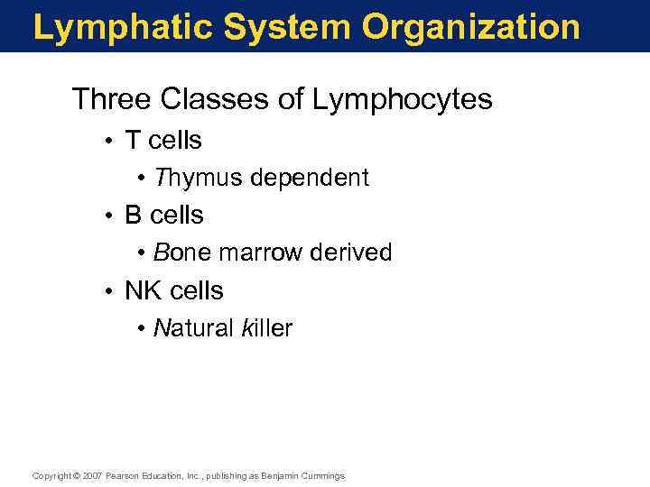 Lymphatic System Organization Three Classes of Lymphocytes • T cells • Thymus dependent •