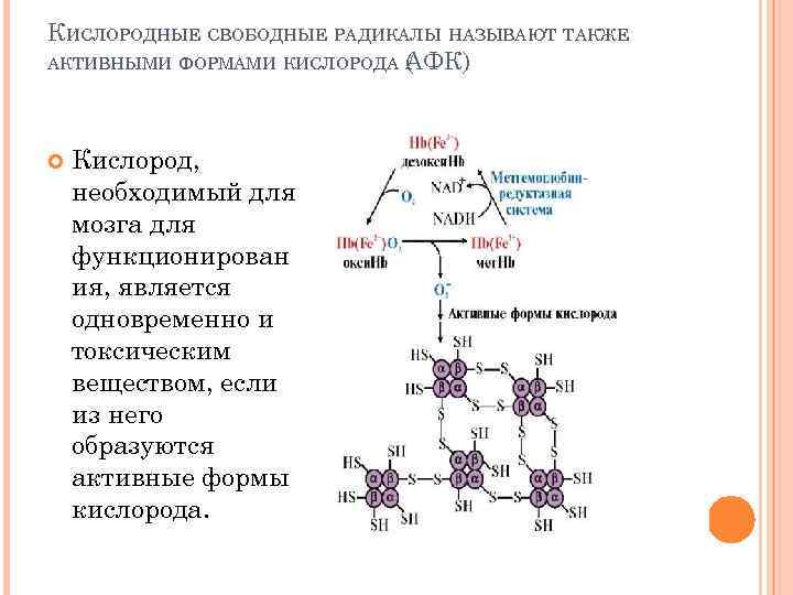 КИСЛОРОДНЫЕ СВОБОДНЫЕ РАДИКАЛЫ НАЗЫВАЮТ ТАКЖЕ АКТИВНЫМИ ФОРМАМИ КИСЛОРОДА АФК) ( Кислород, необходимый для мозга