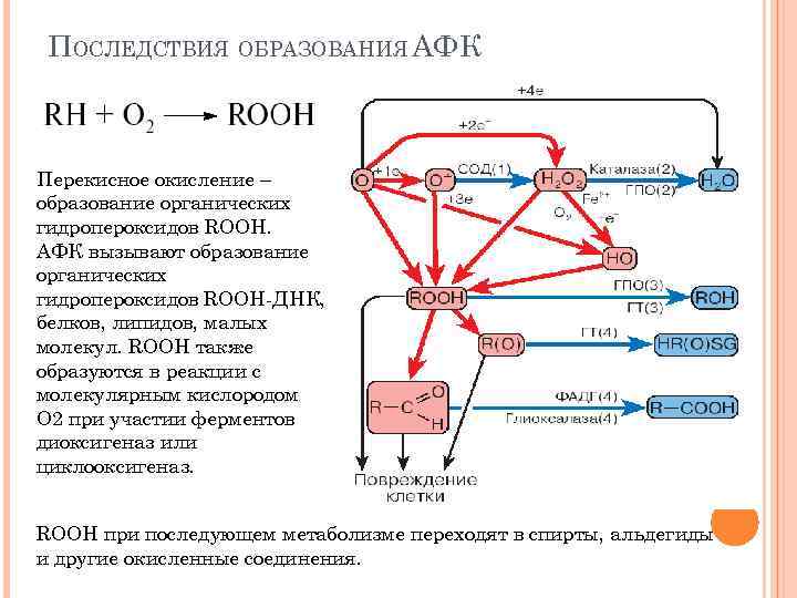 ПОСЛЕДСТВИЯ ОБРАЗОВАНИЯ АФК Перекисное окисление – образование органических гидропероксидов ROOH. АФК вызывают образование органических