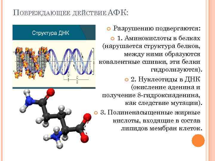 ПОВРЕЖДАЮЩЕЕ ДЕЙСТВИЕ АФК: Разрушению подвергаются: 1. Аминокислоты в белках (нарушается структура белков, между ними