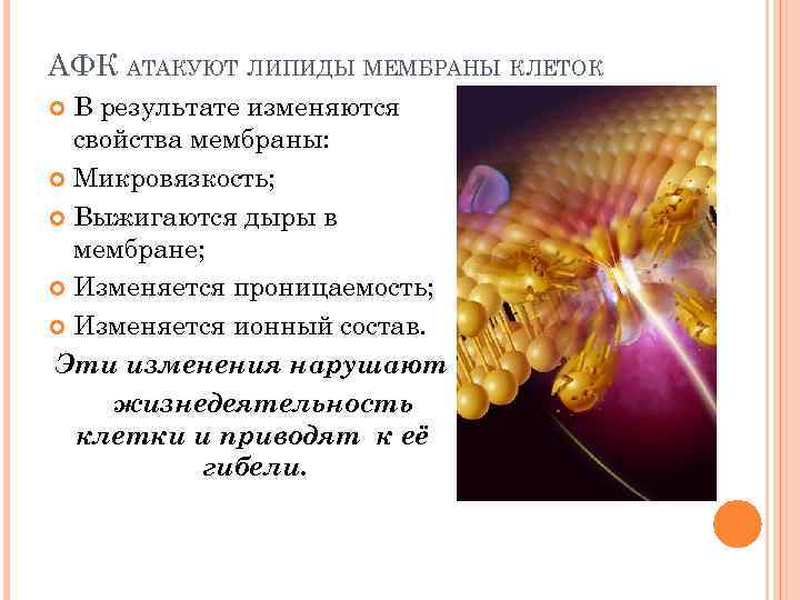 АФК АТАКУЮТ ЛИПИДЫ МЕМБРАНЫ КЛЕТОК В результате изменяются свойства мембраны: Микровязкость; Выжигаются дыры в