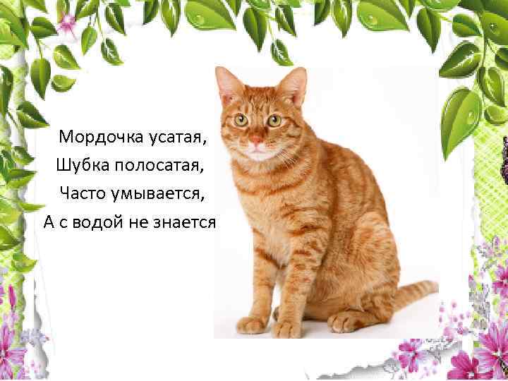 Мордочка усатая, Шубка полосатая, Часто умывается, А с водой не знается 