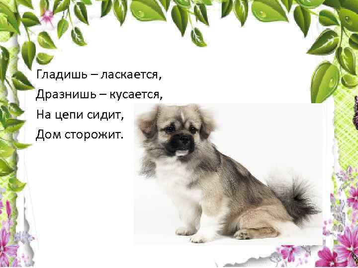 Гладишь – ласкается, Дразнишь – кусается, На цепи сидит, Дом сторожит. 