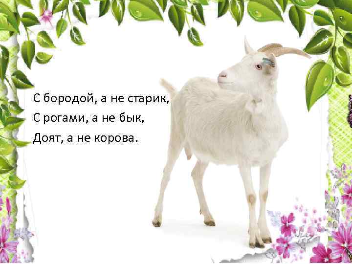 С бородой, а не старик, С рогами, а не бык, Доят, а не корова.