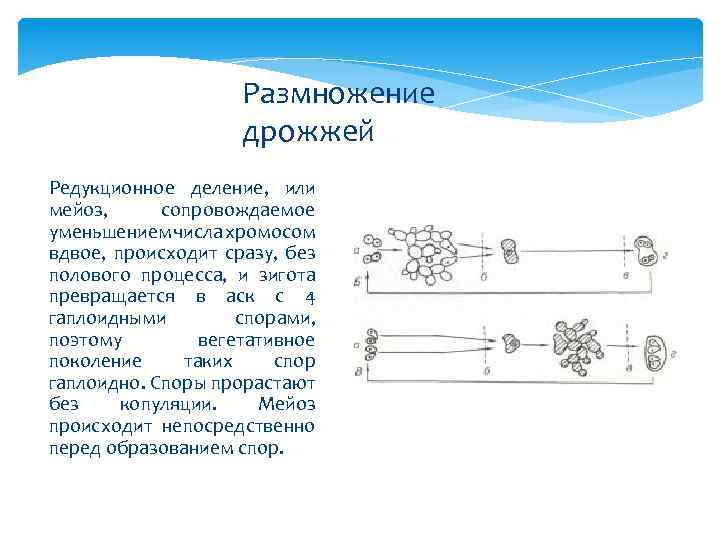 Размножение дрожжей Редукционное деление, или мейоз, сопровождаемое уменьшением числа хромосом вдвое, происходит сразу, без