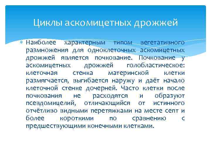 Циклы аскомицетных дрожжей Наиболее характерным типом вегетативного размножения для одноклеточных аскомицетных дрожжей является почкование.