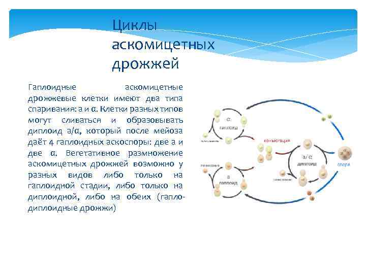 Циклы аскомицетных дрожжей Гаплоидные аскомицетные дрожжевые клетки имеют два типа спаривания: a и α.