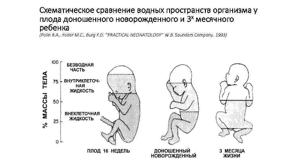 Схематическое сравнение водных пространств организма у плода доношенного новорожденного и 3 х месячного ребенка