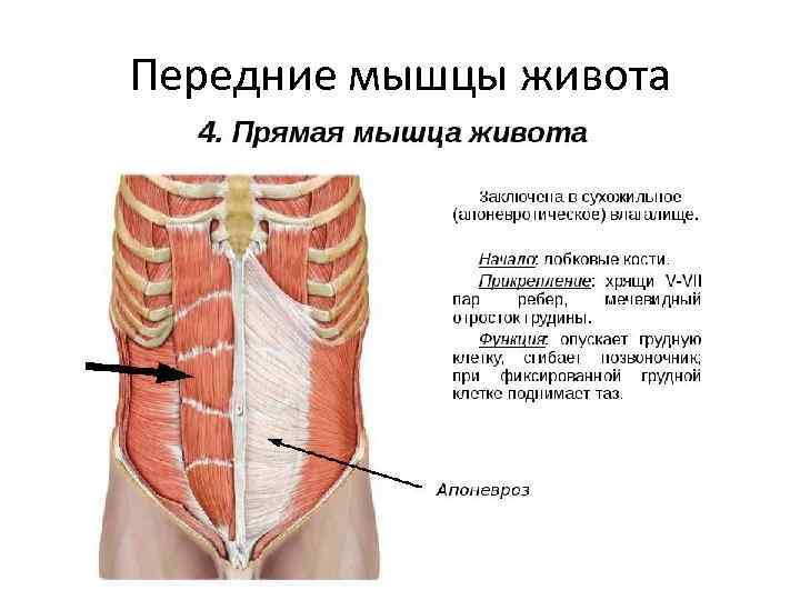 Передние мышцы живота 