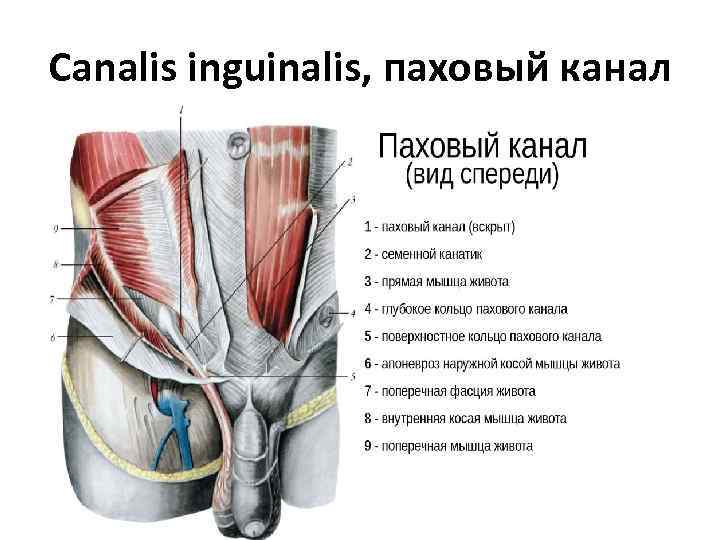 Canalis inguinalis, паховый канал 