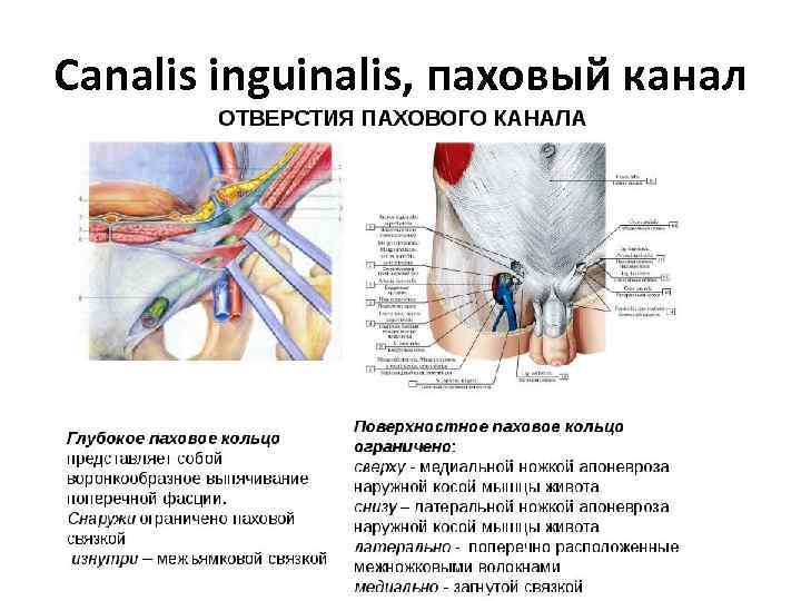 Canalis inguinalis, паховый канал 