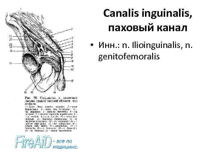 Canalis inguinalis, паховый канал • Инн. : n. Ilioinguinalis, n. genitofemoralis 