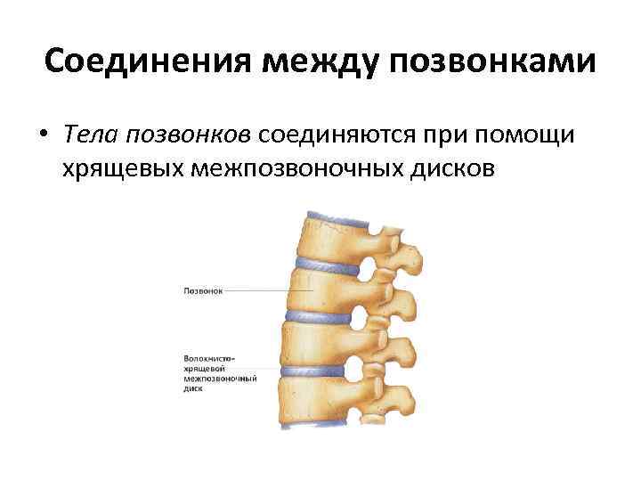 Соединения между позвонками • Тела позвонков соединяются при помощи хрящевых межпозвоночных дисков 