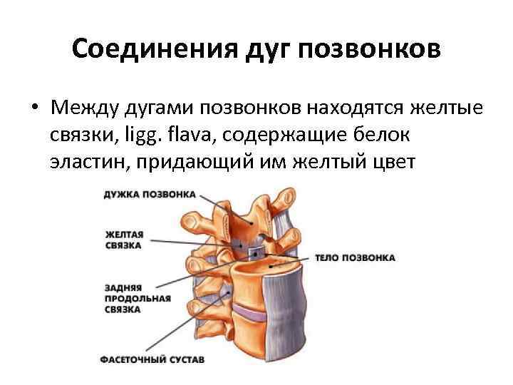 Соединения дуг позвонков • Между дугами позвонков находятся желтые связки, ligg. flava, содержащие белок