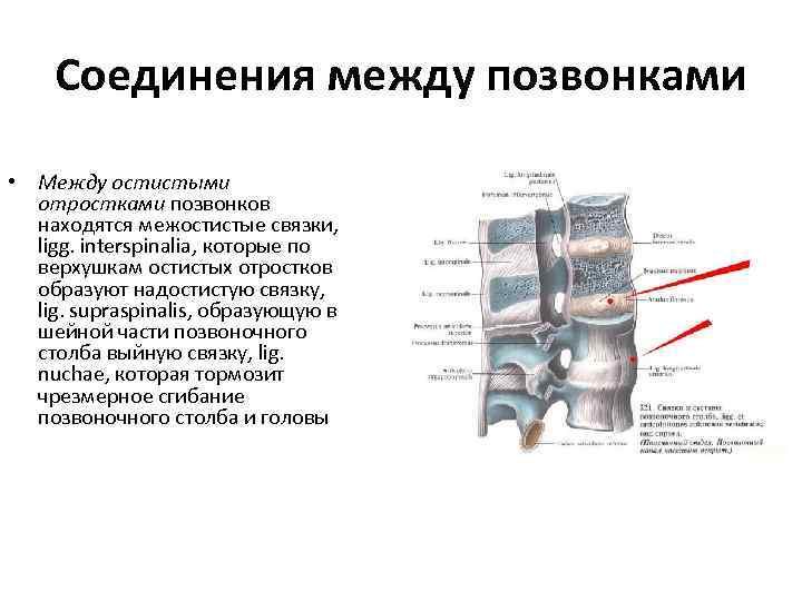 Соединения между позвонками • Между остистыми отростками позвонков находятся межостистые связки, ligg. interspinalia, которые