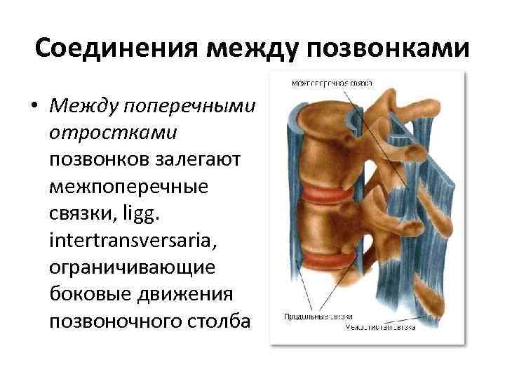 Соединения между позвонками • Между поперечными отростками позвонков залегают межпоперечные связки, ligg. intertransversaria, ограничивающие