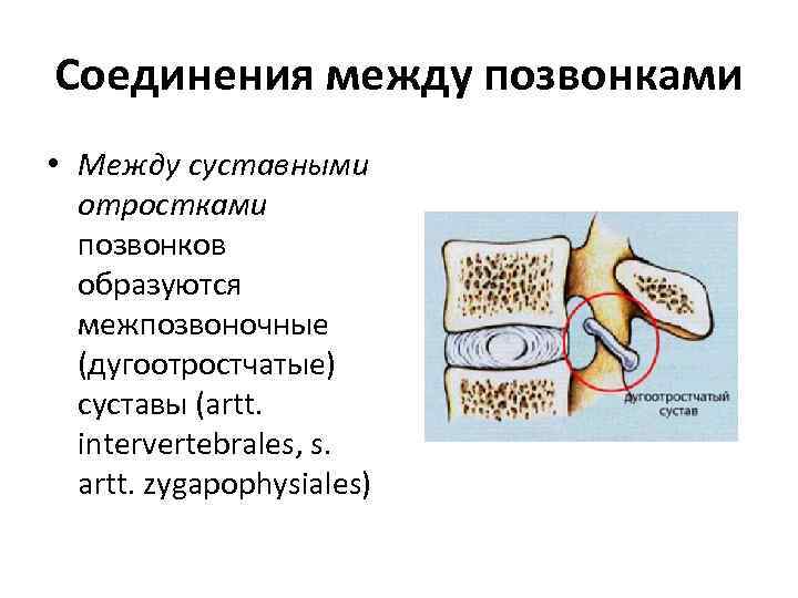 Соединения между позвонками • Между суставными отростками позвонков образуются межпозвоночные (дугоотростчатые) суставы (artt. intervertebrales,