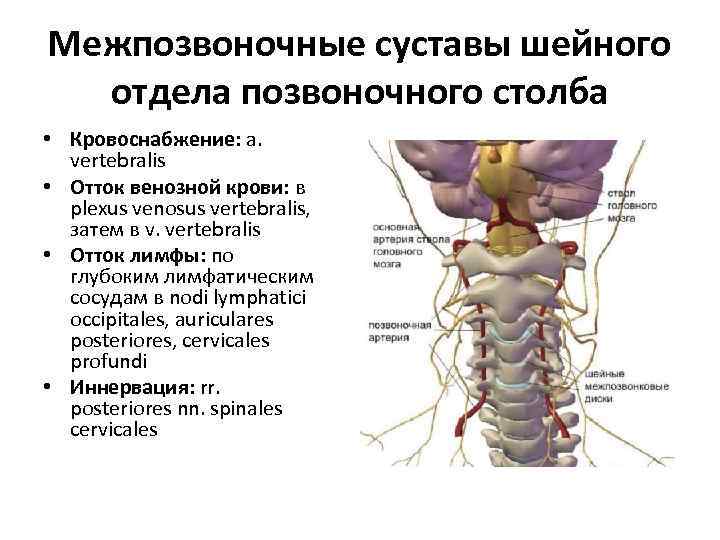 Межпозвоночные суставы шейного отдела позвоночного столба • Кровоснабжение: a. vertebralis • Отток венозной крови: