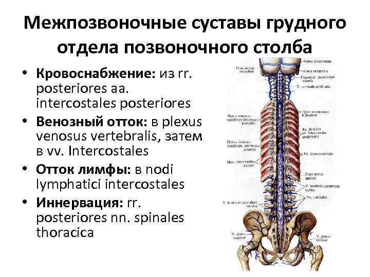 Межпозвоночные суставы грудного отдела позвоночного столба • Кровоснабжение: из rr. posteriores aa. intercostales posteriores