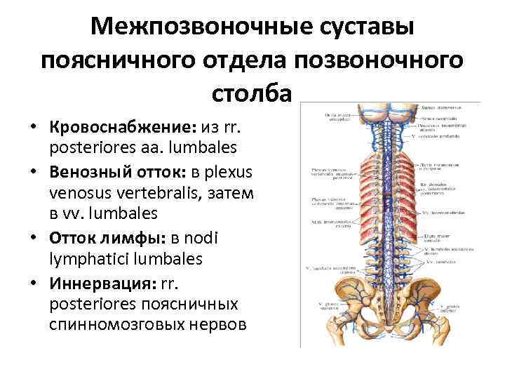 Межпозвоночные суставы поясничного отдела позвоночного столба • Кровоснабжение: из rr. posteriores aa. lumbales •