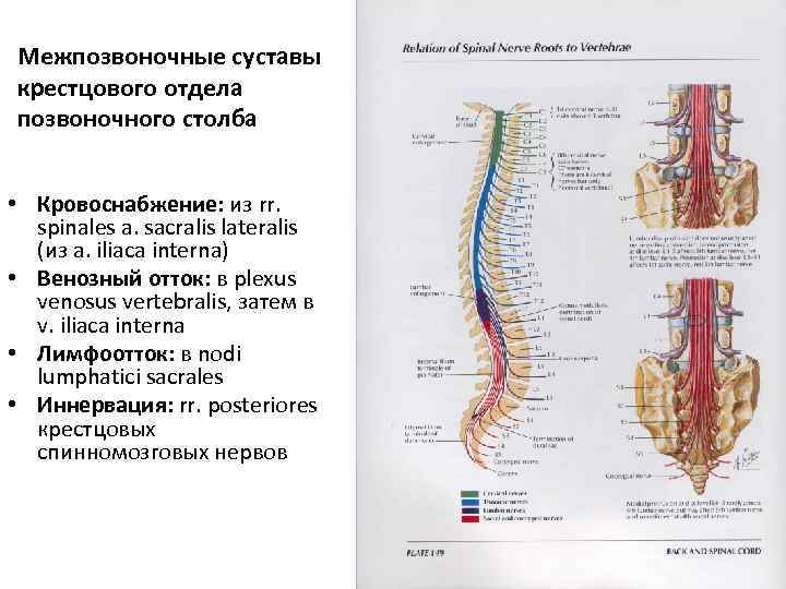 Межпозвоночные суставы крестцового отдела позвоночного столба • Кровоснабжение: из rr. spinales a. sacralis lateralis