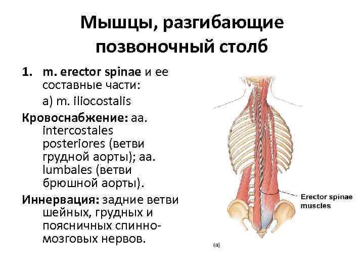 Мышцы, разгибающие позвоночный столб 1. m. erector spinae и ее составные части: а) m.