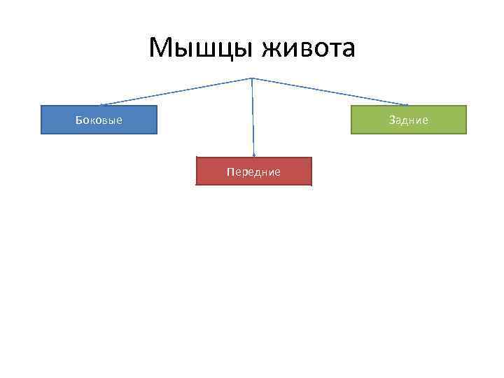 Мышцы живота Боковые Задние Передние 