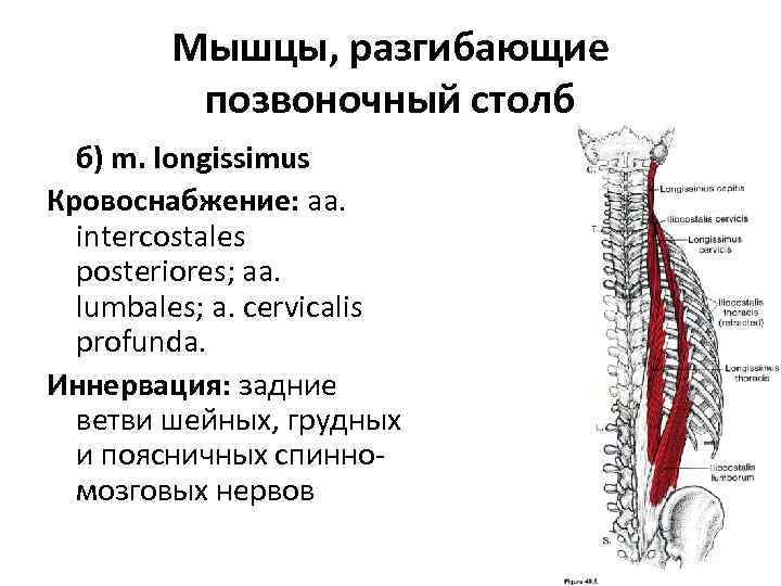 Мышцы, разгибающие позвоночный столб б) m. longissimus Кровоснабжение: aa. intercostales posteriores; aa. lumbales; a.