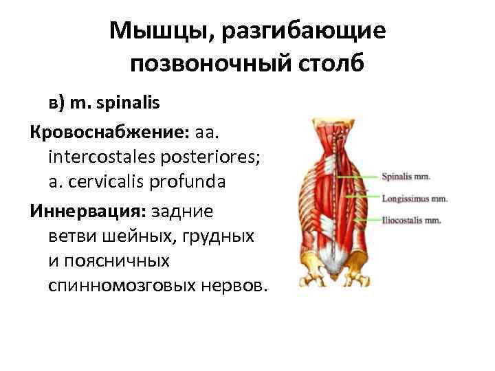 Мышцы, разгибающие позвоночный столб в) m. spinalis Кровоснабжение: aa. intercostales posteriores; a. cervicalis profunda