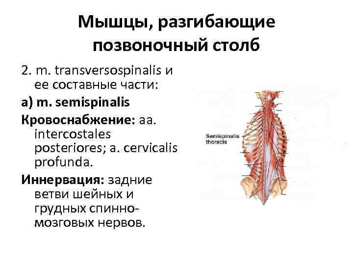 Мышцы, разгибающие позвоночный столб 2. m. transversospinalis и ее составные части: а) m. semispinalis