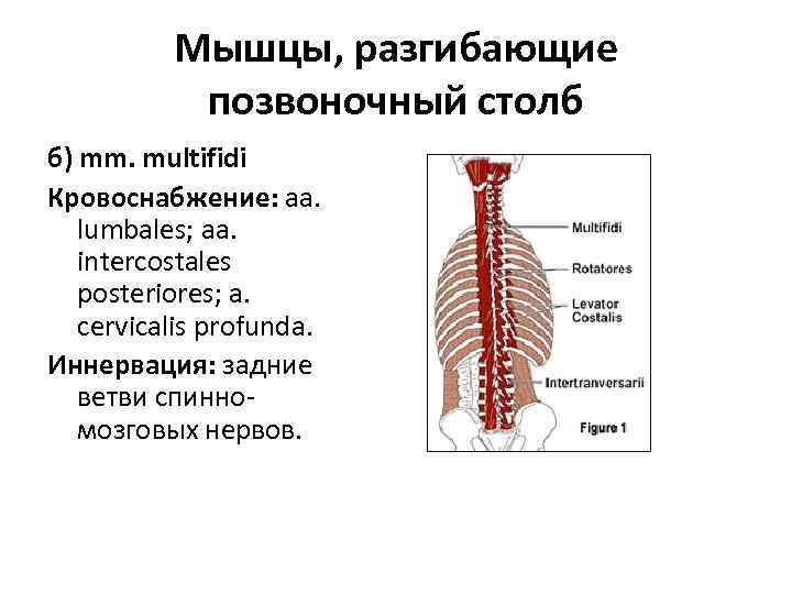 Мышцы, разгибающие позвоночный столб б) mm. multifidi Кровоснабжение: aa. lumbales; aa. intercostales posteriores; a.