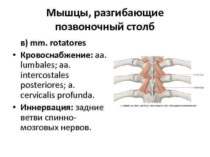 Мышцы, разгибающие позвоночный столб в) mm. rotatores • Кровоснабжение: aa. lumbales; aa. intercostales posteriores;