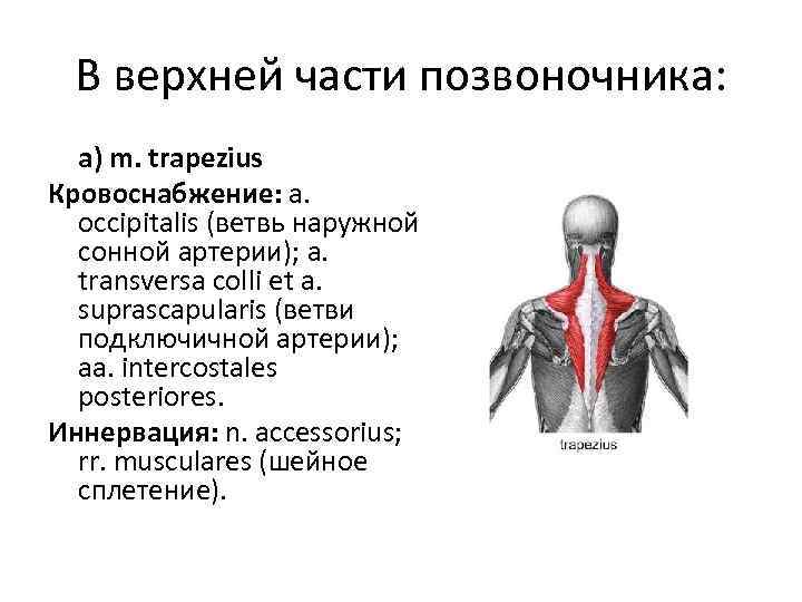 В верхней части позвоночника: а) m. trapezius Кровоснабжение: a. occipitalis (ветвь наружной сонной артерии);