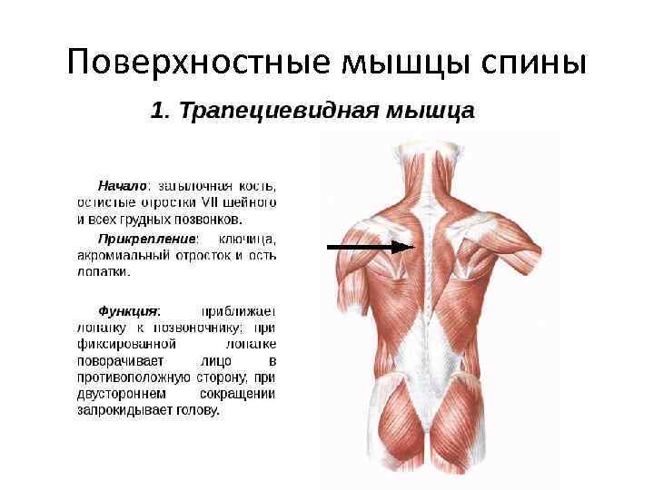 Поверхностные мышцы спины 