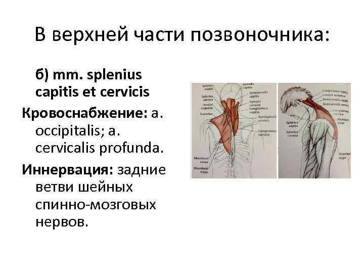 В верхней части позвоночника: б) mm. splenius capitis et cervicis Кровоснабжение: a. occipitalis; a.