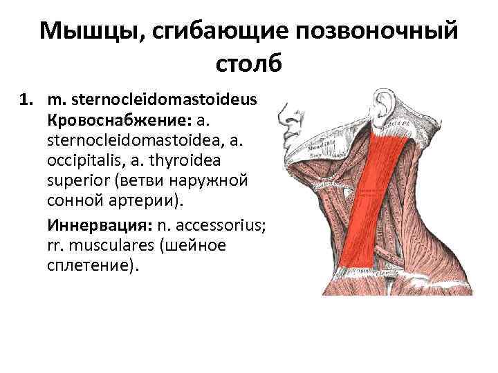 Мышцы, сгибающие позвоночный столб 1. m. sternocleidomastoideus Кровоснабжение: a. sternocleidomastoidea, a. occipitalis, a. thyroidea