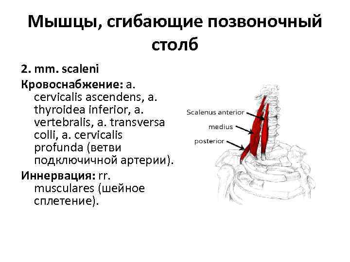 Мышцы, сгибающие позвоночный столб 2. mm. scaleni Кровоснабжение: a. cervicalis ascendens, a. thyroidea inferior,