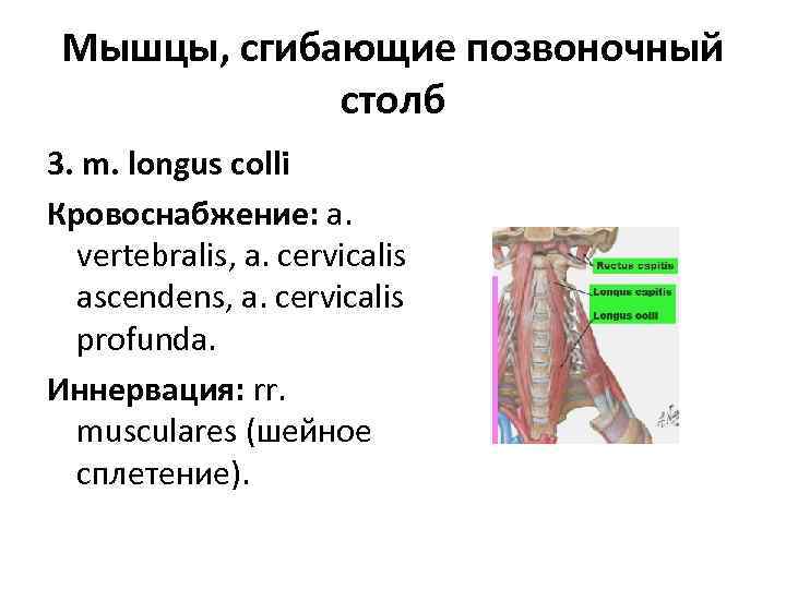 Мышцы, сгибающие позвоночный столб 3. m. longus colli Кровоснабжение: a. vertebralis, a. cervicalis ascendens,