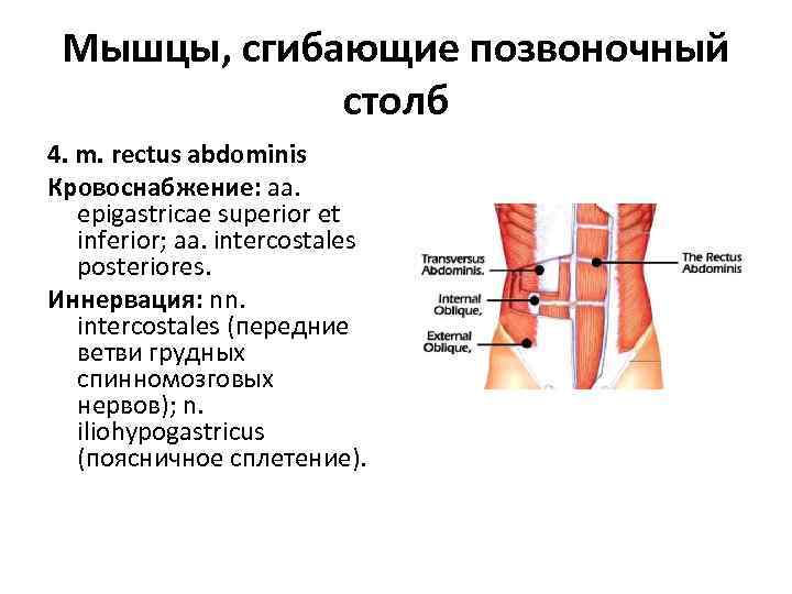 Мышцы, сгибающие позвоночный столб 4. m. rectus abdominis Кровоснабжение: aa. epigastricae superior et inferior;