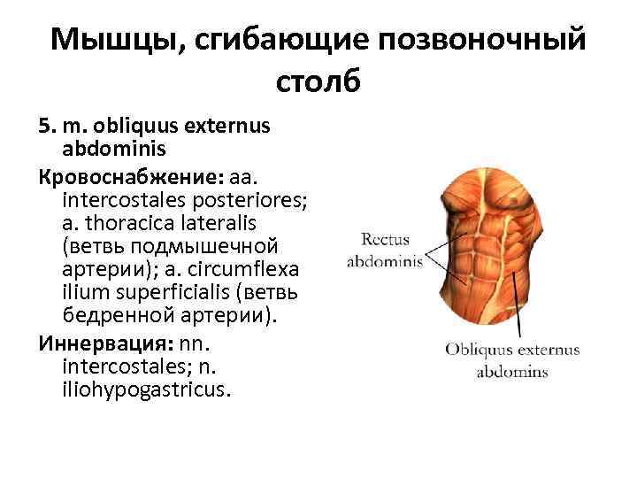 Мышцы, сгибающие позвоночный столб 5. m. obliquus externus abdominis Кровоснабжение: aa. intercostales posteriores; a.